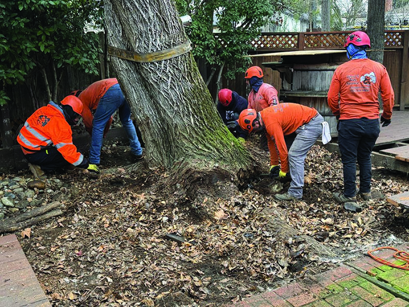 TERRY'S TREE SERVICE, INC. - 335 Surveys, Videos, Articles, & More ...