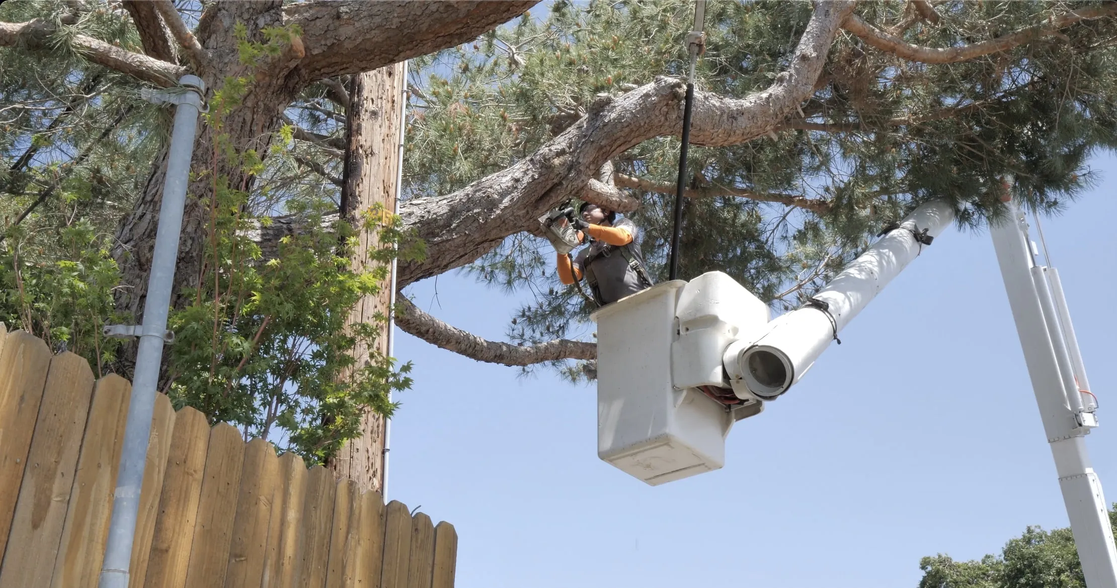 Picture of A Blessing Tree Service - A Blessing Tree Service