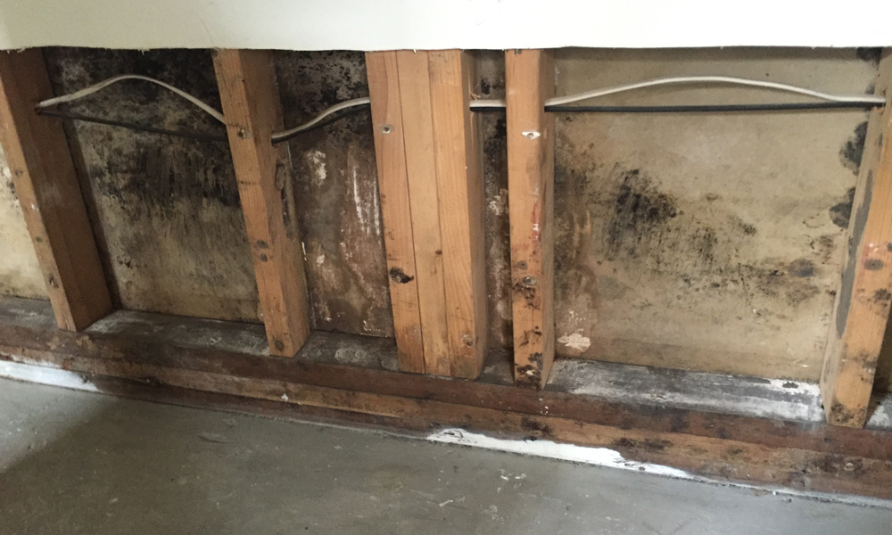 You deserve better mold prevention solutions - YCM