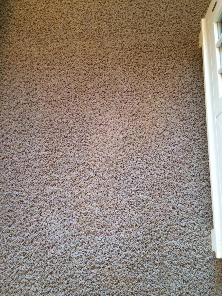 Picture of JC Carpet & Upholstery Cleaning - JC Carpet & Upholstery Cleaning, Inc.