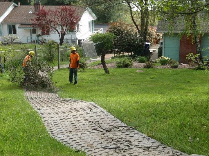 Picture of Fine Tree Care - Fine Tree Care