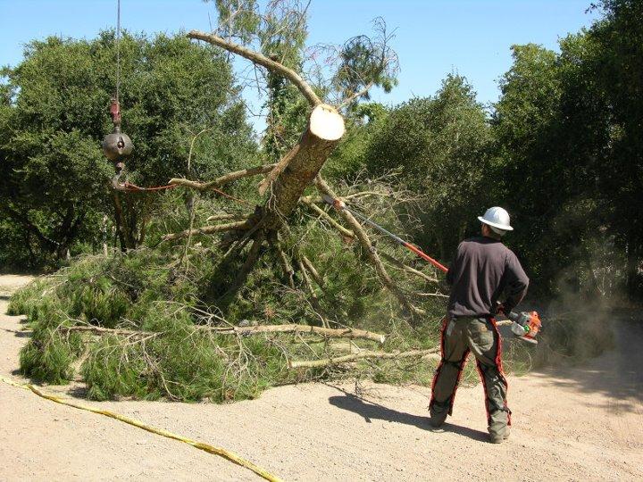 Picture of Fine Tree Care - Fine Tree Care