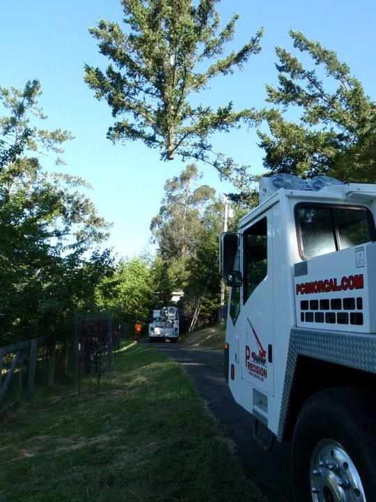 Picture of Fine Tree Care - Fine Tree Care