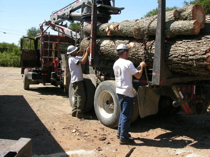 Picture of Fine Tree Care - Fine Tree Care