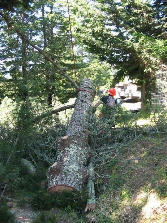 Picture of Fine Tree Care - Fine Tree Care