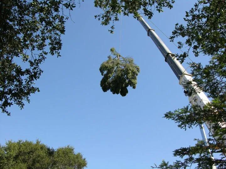 Picture of Fine Tree Care - Fine Tree Care