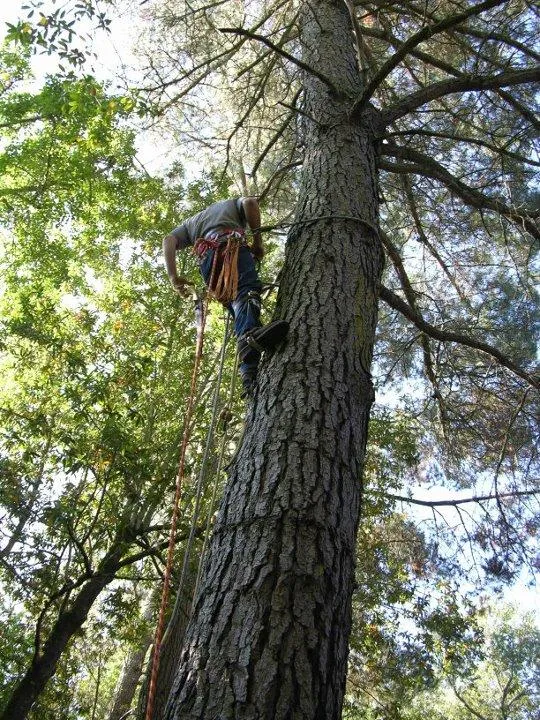 Picture of Fine Tree Care - Fine Tree Care