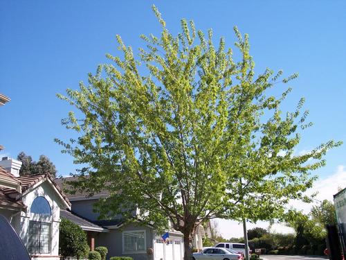 Picture of It repairs damage from water, weather, termites and dry rot. - IRC All Siding