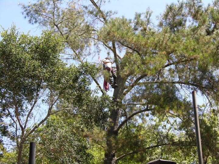 Picture of Fine Tree Care - Fine Tree Care