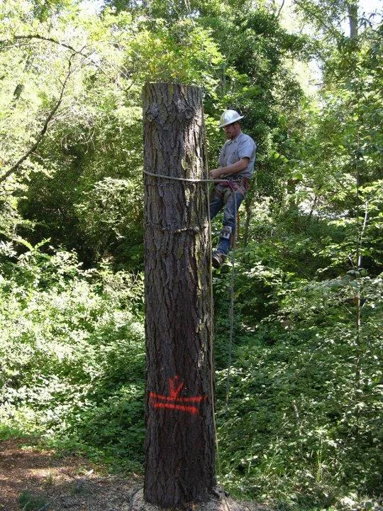 Picture of Fine Tree Care - Fine Tree Care