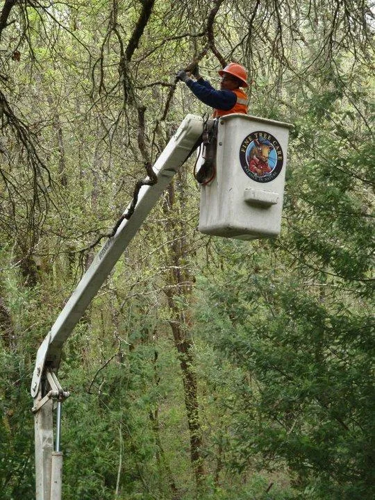 Picture of Fine Tree Care - Fine Tree Care