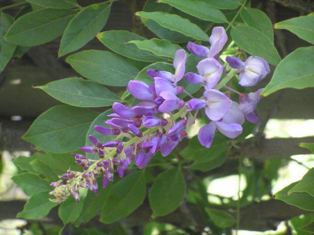 Picture of Wisteria needs constant maintenance throughout the year. - Dinwoodie Landscape Services