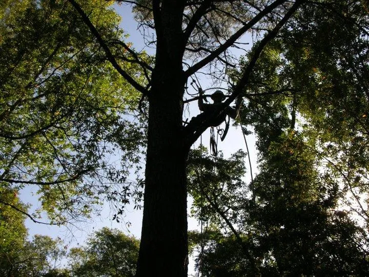 Picture of Fine Tree Care - Fine Tree Care