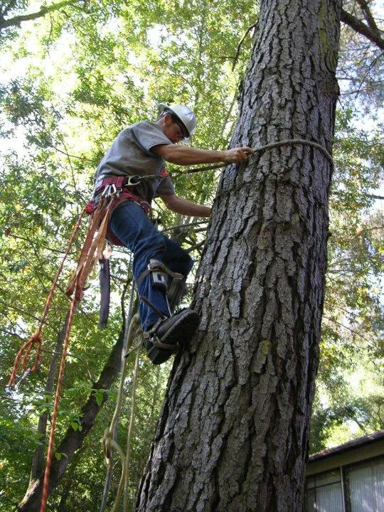 Picture of Fine Tree Care - Fine Tree Care