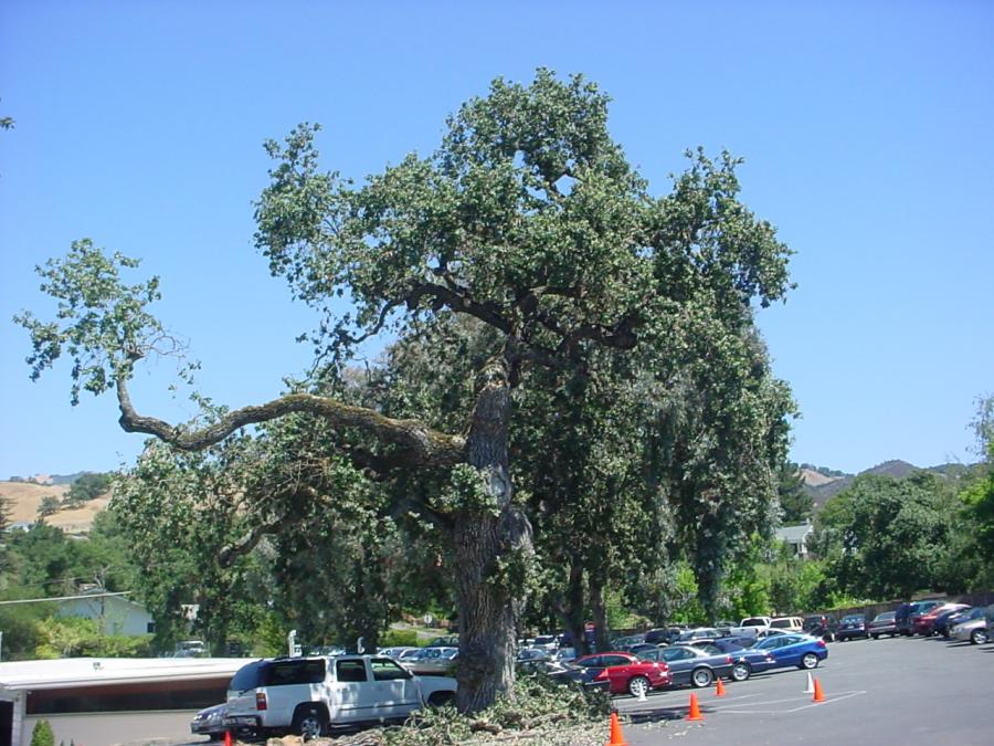 Picture of A recent hazardous tree removal project by Horticultural Services - Horticultural Services, LTD