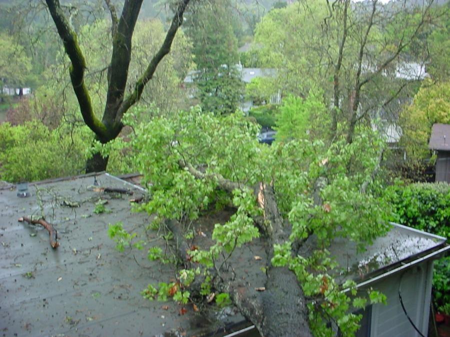 Picture of Winter storm damage in Orinda - Horticultural Services, LTD