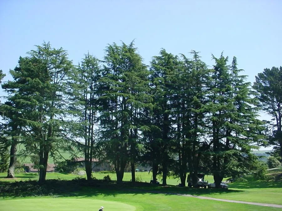 Picture of Horticultural Services performed crown restoration on these cedar trees at Mira Vista Golf & Country Club in El Cerrito. - Horticultural Services, LTD