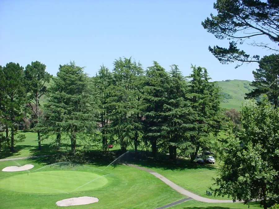 Picture of Horticultural Services trimmed these trees at Mira Vista Golf & Country Club to promote wind safety. - Horticultural Services, LTD