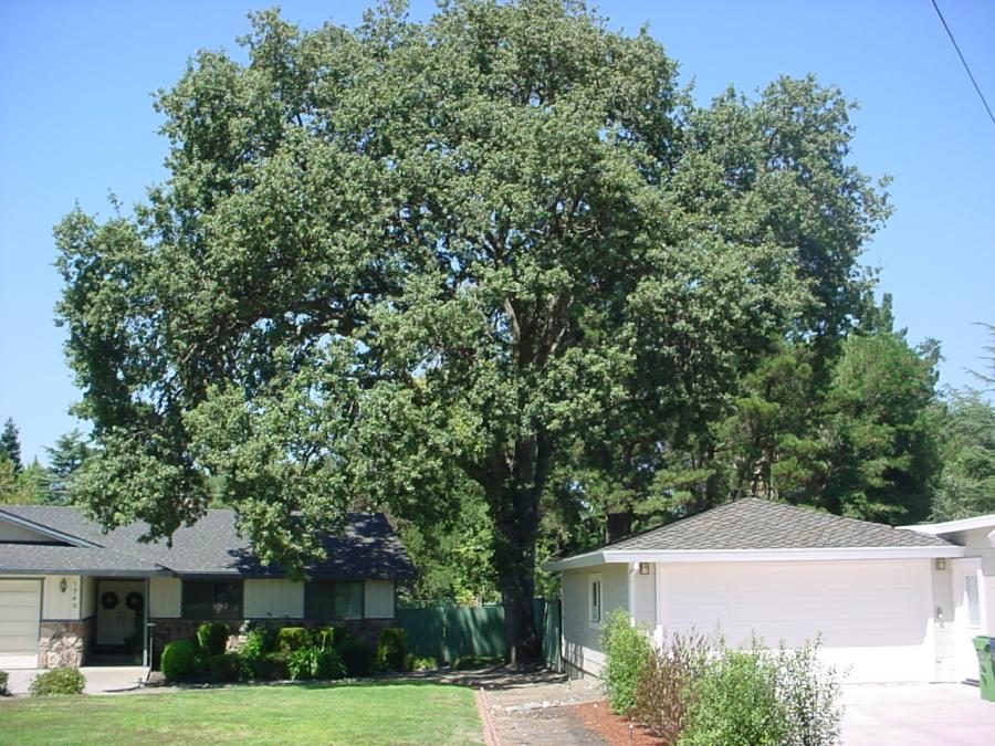 Picture of Horticultural Services completed a full report and assessment of this tree to help owners of adjacent properties. - Horticultural Services, LTD