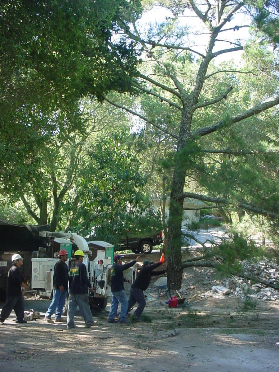 Picture of Horticultural Services technicians maneuver a large tree section to the chipper after a crane removal. - Horticultural Services, LTD