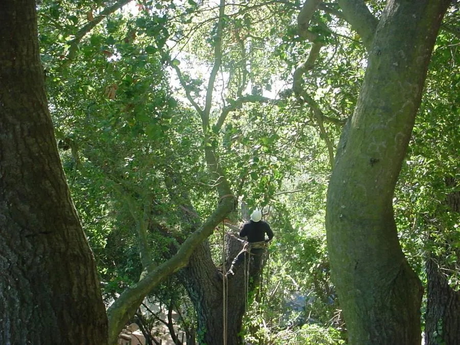 Picture of A Horticultural Services technician prunes an oak tree at Orinda Country Club. - Horticultural Services, LTD