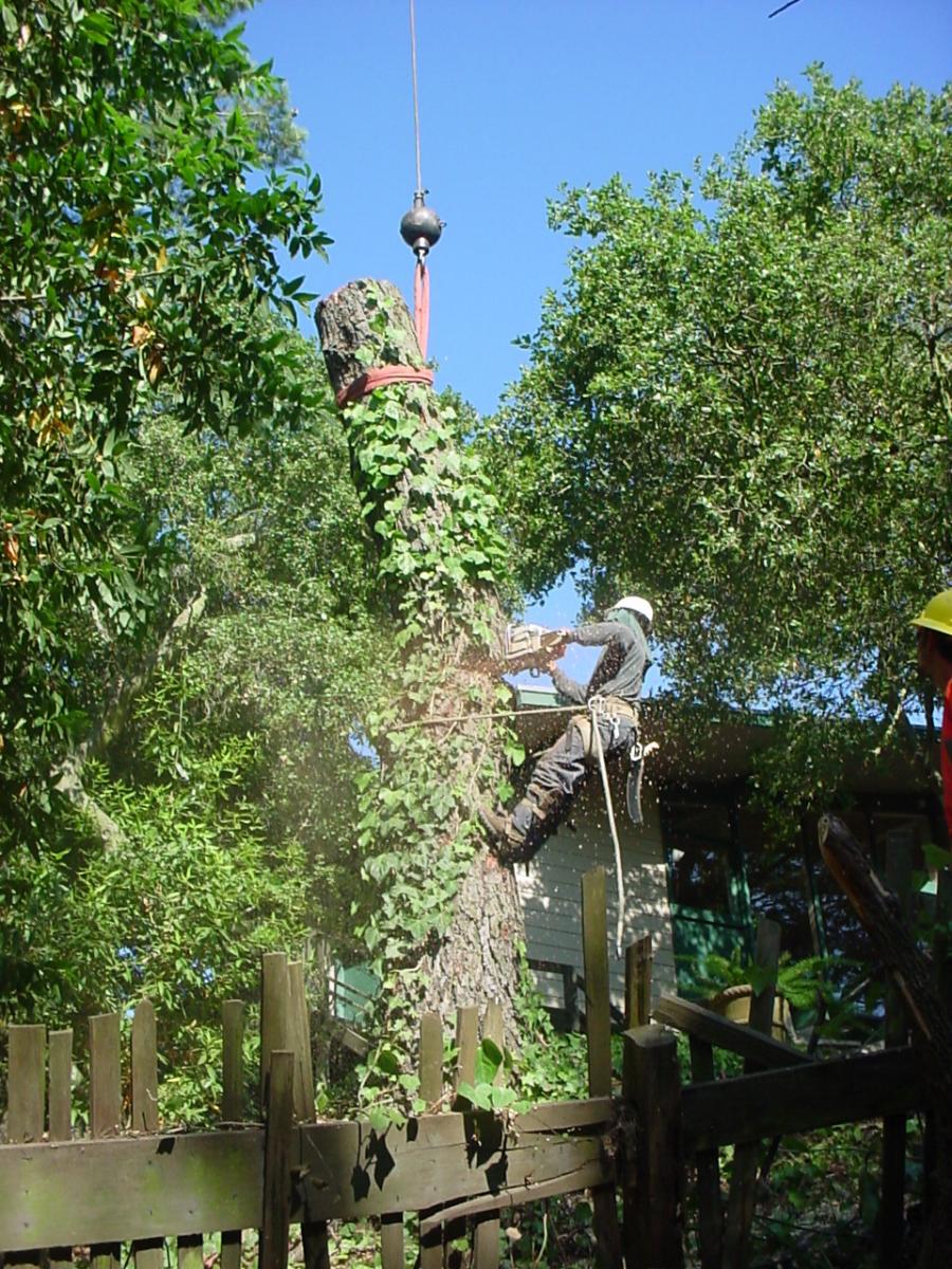 Picture of A Horticultural Services technician cuts a large tree trunk before a crane removes it. - Horticultural Services, LTD