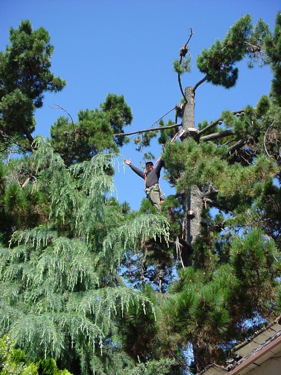 Picture of A securely harnessed crew member works to remove a large tree. - Horticultural Services, LTD