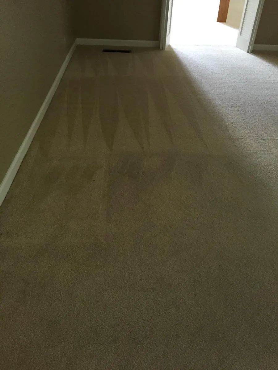 Picture of Maximum Carpet Cleaning - Maximum Carpet Cleaning