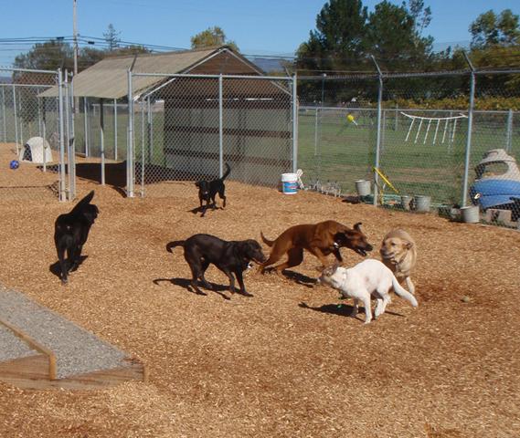 Four hotsell paws boarding