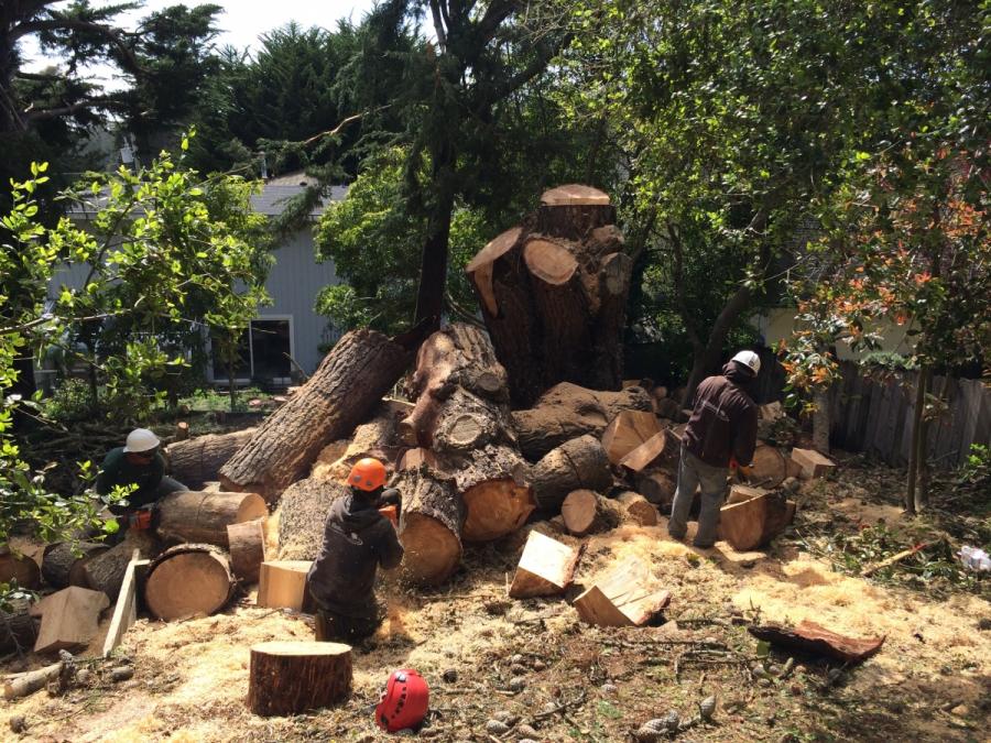 Picture of Three La Selva Tree Service technicians remove a tree from a customer's property. - La Selva Tree Service A division of Copacetik, Inc.