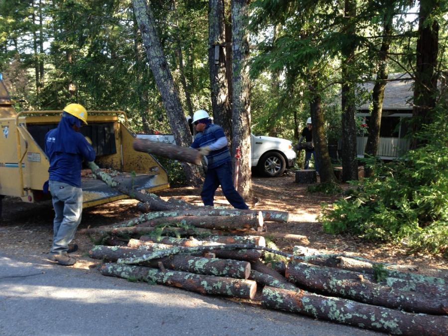 Picture of La Selva Tree Service A division of Copacetik Inc. - La Selva Tree Service A division of Copacetik, Inc.