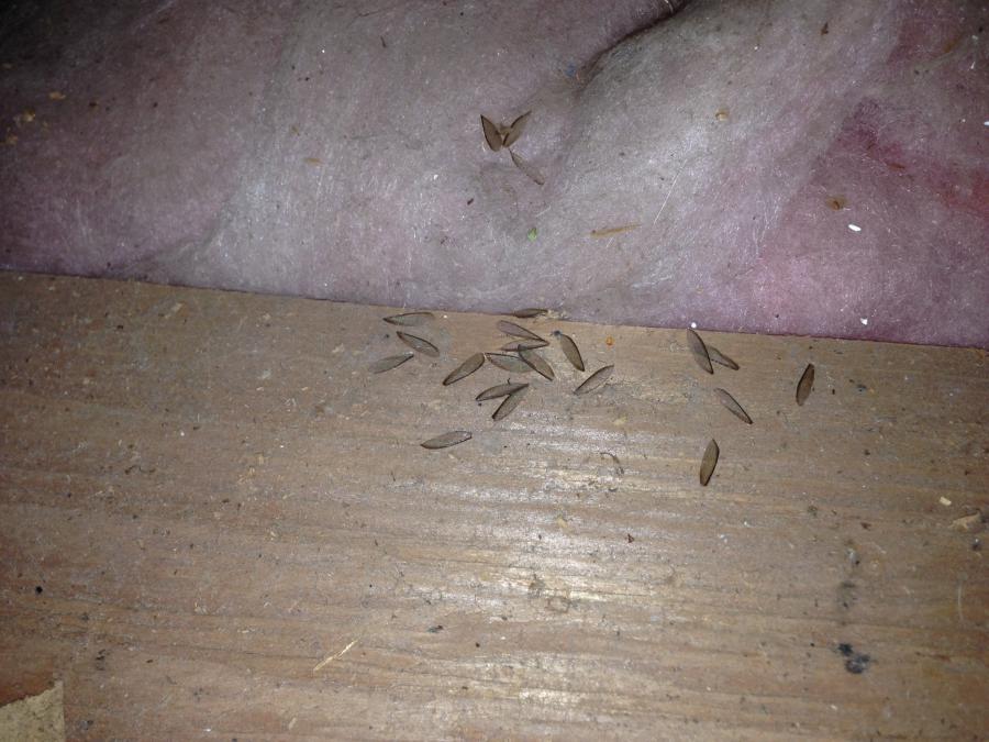 Picture of Redwood Empire Termite & Pest Control - Redwood Empire Termite & Pest Control