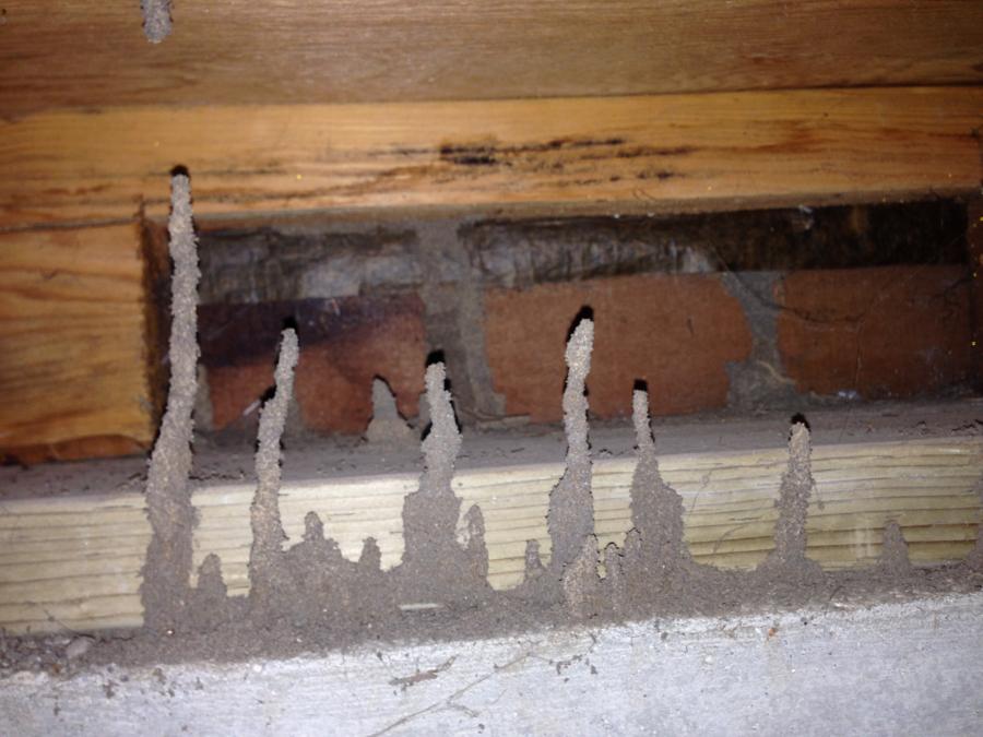 Picture of Redwood Empire Termite & Pest Control - Redwood Empire Termite & Pest Control