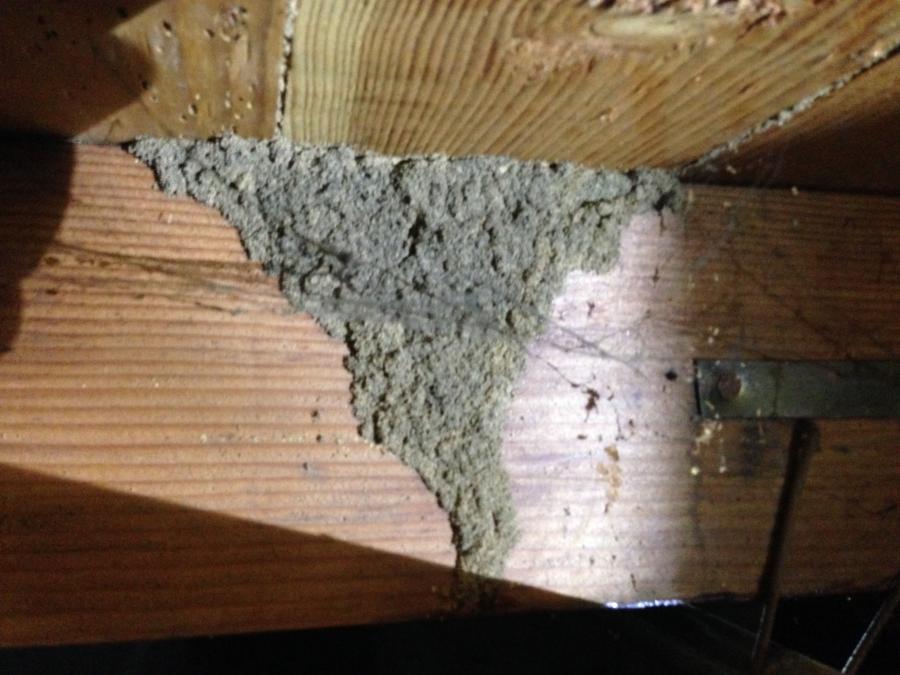 Picture of Redwood Empire Termite & Pest Control - Redwood Empire Termite & Pest Control