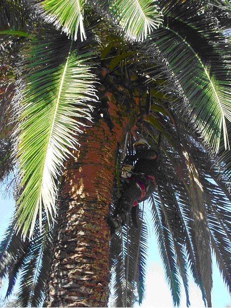 Picture of A Horticultural Services technician prunes and shapes a palm tree. - Horticultural Services, LTD