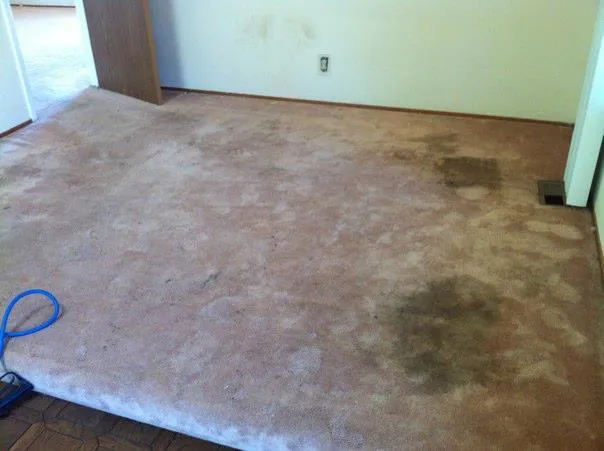 Picture of JC Carpet & Upholstery Cleaning - JC Carpet & Upholstery Cleaning, Inc.