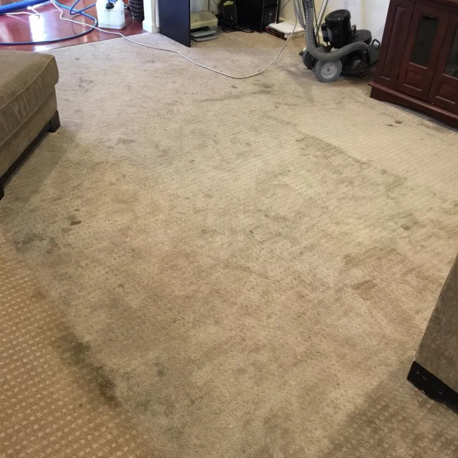 Picture of JC Carpet & Upholstery Cleaning - JC Carpet & Upholstery Cleaning, Inc.