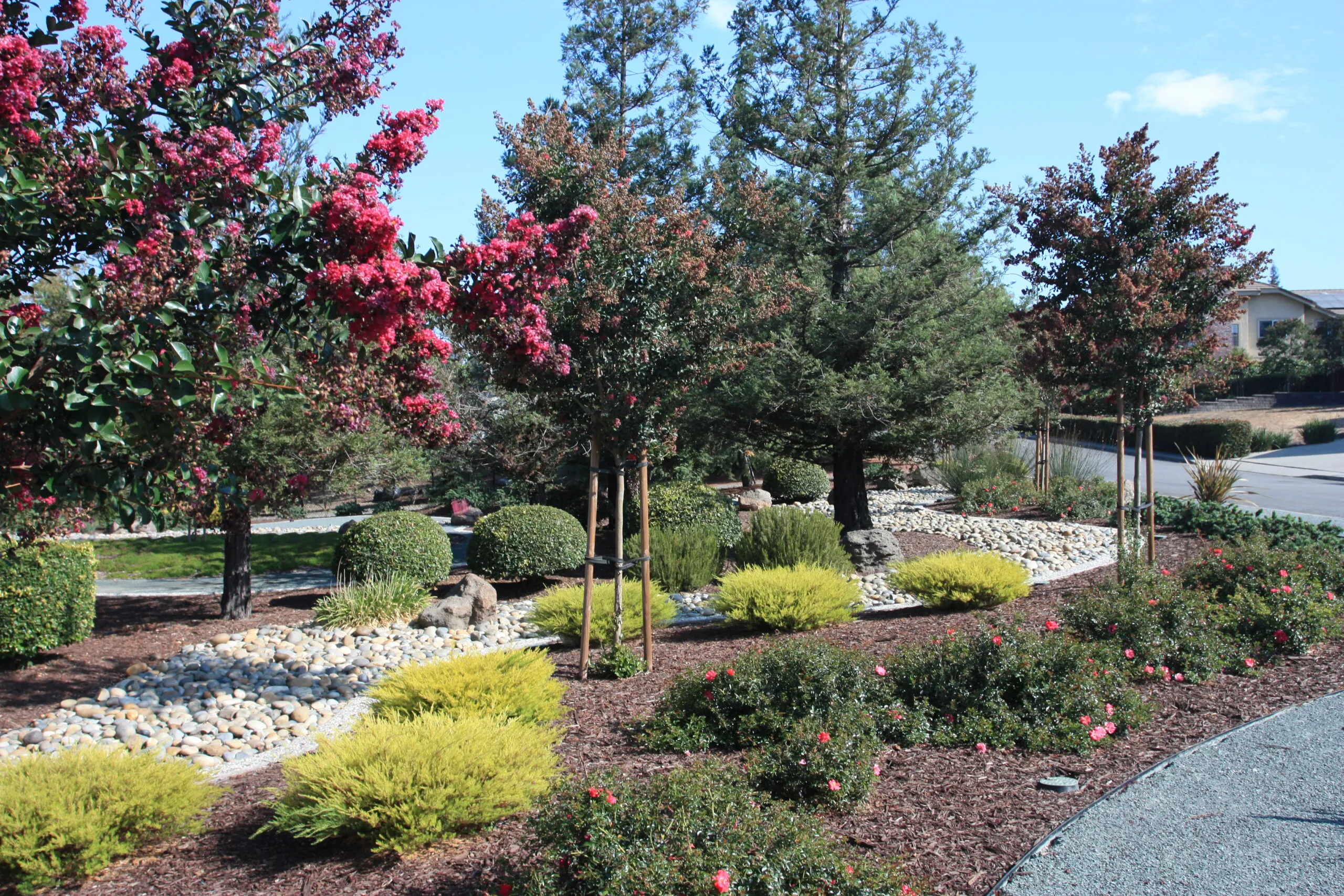 Picture of This large front lawn was replaced with trees; cobbles; and colorful drought-tolerant plantings. - Koch & Associates, Inc.