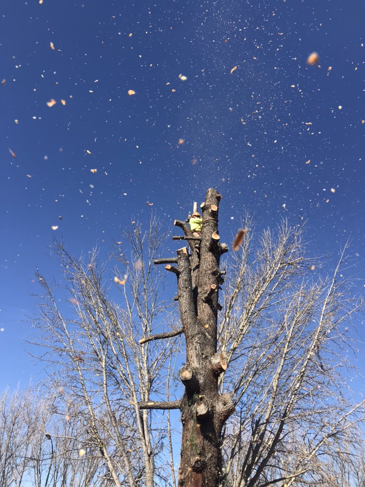 Picture of Majestic Tree Service - Majestic Tree Service