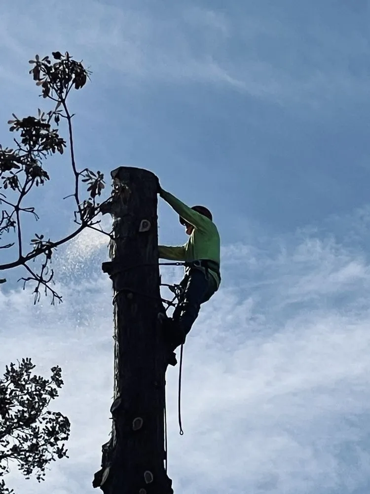 Picture of Majestic Tree Service - Majestic Tree Service