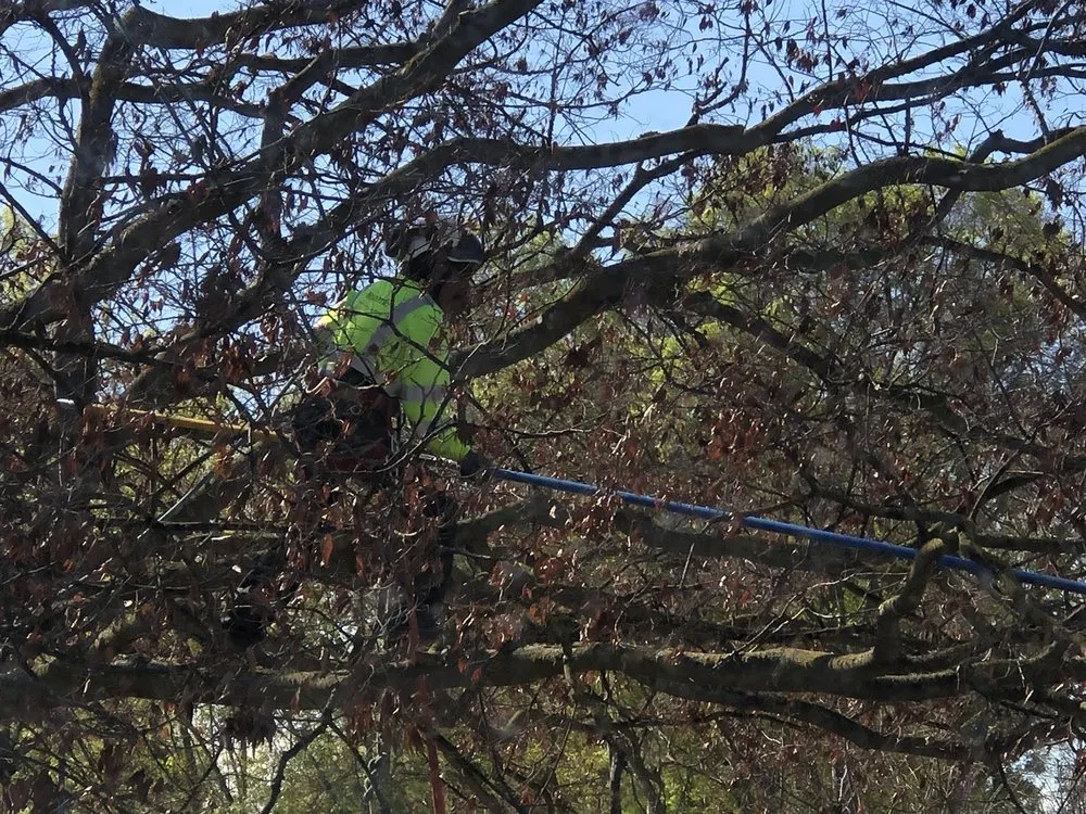 Picture of Majestic Tree Service - Majestic Tree Service